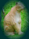 Brand-Cat-Cut-CHA_7995.jpg (394273 Byte)